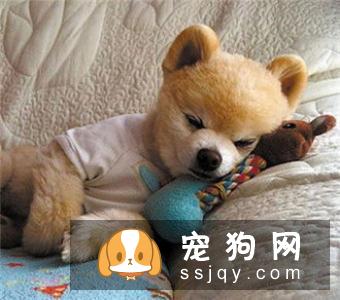 柴犬哪里有卖的 买柴犬哪种途径比较好