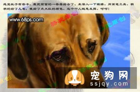 沙皮狗应该怎么训练，沙皮狗训练方法介绍！