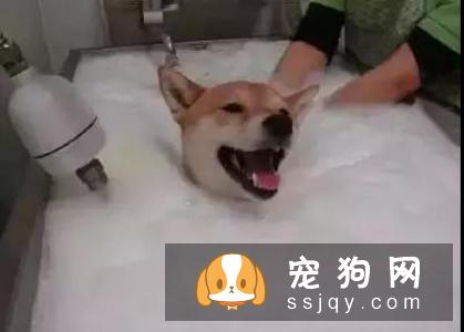 狗狗这些时候不能洗澡，狗狗洗澡7大禁忌你知道吗?