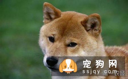 柴犬好还是秋田犬好 柴犬和秋田犬的个性分析