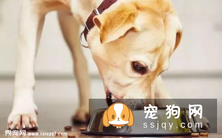 狗狗上火有什么症状，应该怎么预防