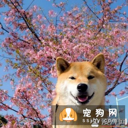 柴犬拉稀怎么办 导致柴犬拉稀的原因