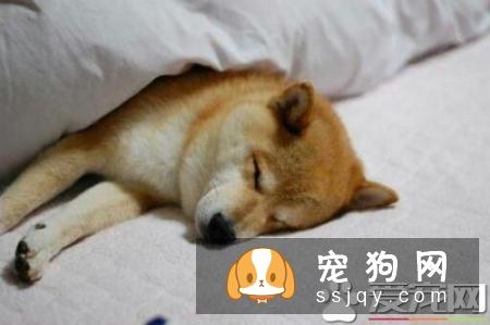 柴犬呕吐怎么办 柴犬呕吐的三个原因