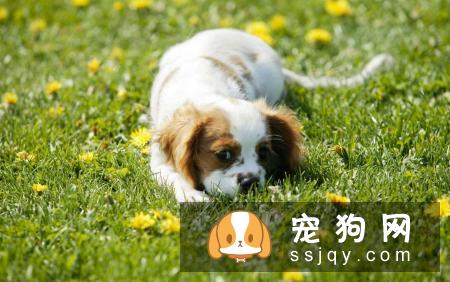 在春季需要注意预防狗狗这些常见病