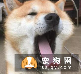 从本质上讲,一个简短的、响亮的名字可以使得柴犬记得更快