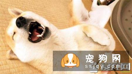 柴犬吃什么毛色好 吃这些食物对柴犬毛发好