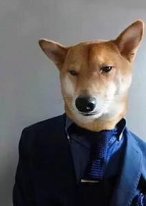 柴犬一直抓痒 柴犬抓痒这样做最好