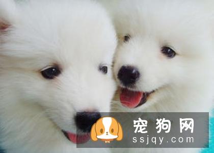 宠物过敏怎么办?-家居装修问答