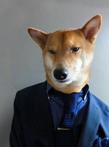 柴犬出现寄生虫性皮肤病