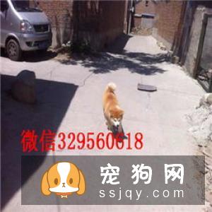 豆柴犬多少钱 怎样区分豆柴犬和柴犬