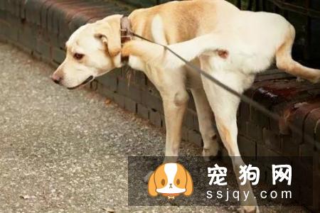 为什么有很多狗狗走丢后,却找不到回家的路呢?