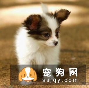 什么时候应该给狗狗挤肛门腺？狗狗肛门腺怎么挤