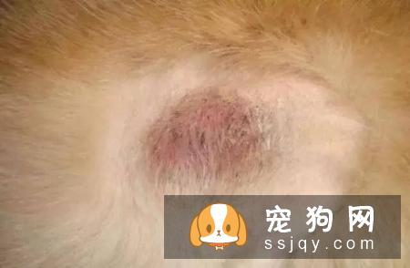 皮肤病——宠物美毛杀手，你知多少？