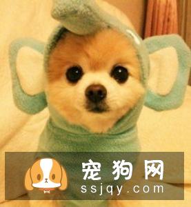 狗狗为什么乱叫，应该如何制止这种行为