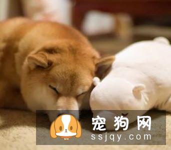 柴犬怎么自己训练的方法 如何让柴犬服从训练