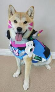 柴犬可以办狗证吗 柴犬办狗证的用途
