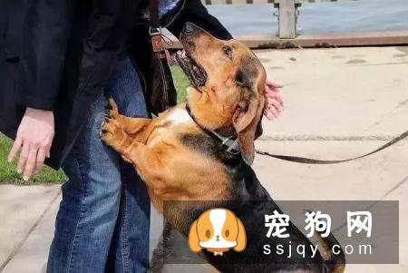 狗狗仆人怎么办?学会这3步，轻松纠正狗狗扑人的坏习惯