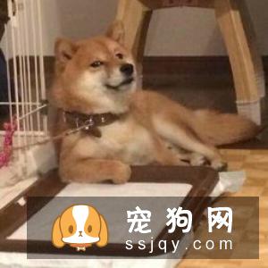 柴犬几个月发情 柴犬发情的表现