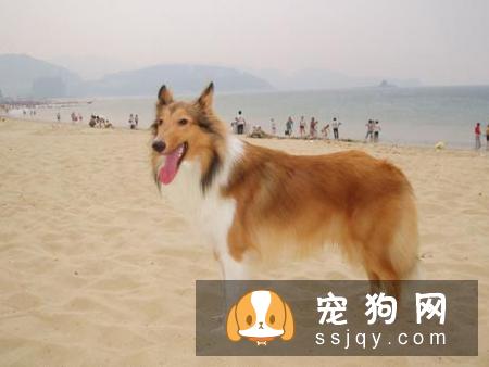 常见的宠物狗品种你都认识吗？宠物大全了解一下!