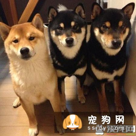 柴犬标准腿长 柴犬腿长多少
