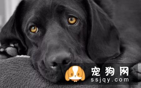 一只贵宾犬因为咳个不停,被主人送到宠物医院