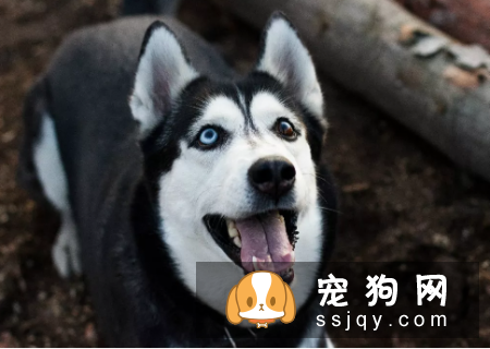 狗狗正确刷牙，能防治常见的牙齿问题