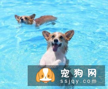 远离！养狗圈的“十大邪教”，科学养犬才是王道！