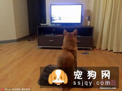 柴犬出现寄生虫性皮肤病
