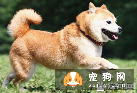 怎么阻止柴犬吃屎 有以下方法使柴犬拒绝吃屎