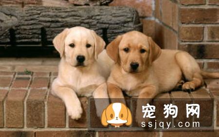 刚满月的狗狗应该怎么喂养