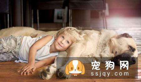 柴犬吃什么品牌狗粮好 怎么给柴犬选择合适的狗粮