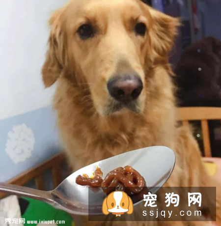 除了病犬和术后的狗狗,还有哪类狗狗可以吃呢?