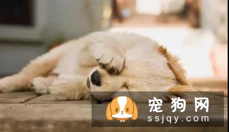 狗狗有这些行为时，主人需要注意了！