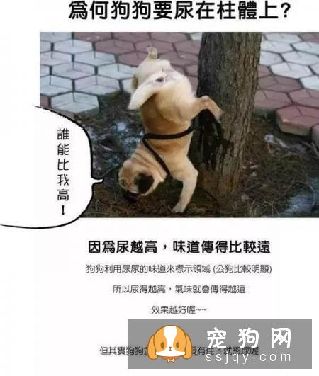 最强养狗基本知识，养狗必备干货