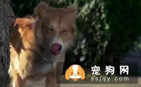 狗狗为什么经常舔自己的鼻子?