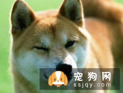 柴犬怎么样辨别真假 看柴犬纯不纯注意以下几点