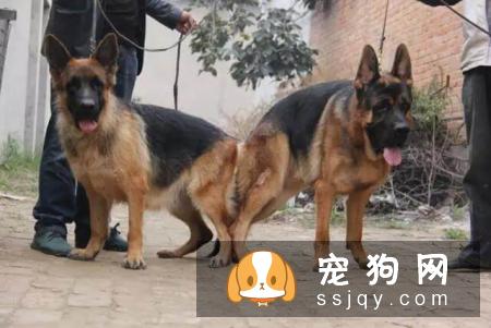 狗狗交配的时候不能随意打断，严重者致死！
