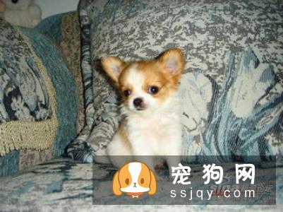 夏季来临，把狗狗留在车里是比较危险的，千万不能做！