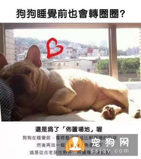 最强养狗基本知识，养狗必备干货