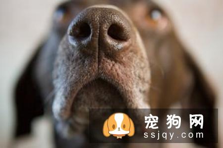 狗狗仆人怎么办?学会这3步，轻松纠正狗狗扑人的坏习惯