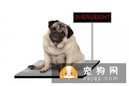 宠物常见的五大健康问题