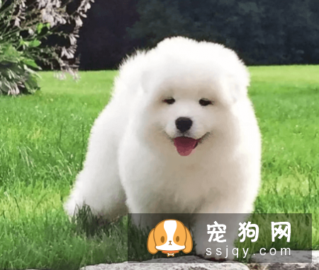 宠物狗一般是多少价格？宠物狗价格排名！