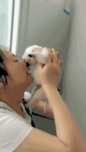 狗狗为什么经常舔自己的鼻子?