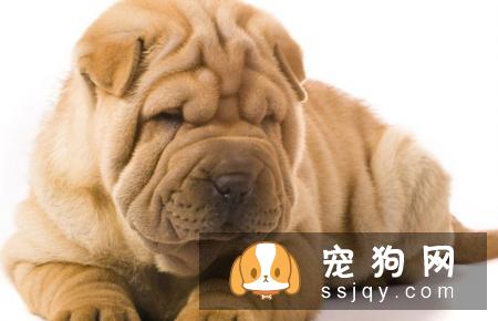 沙皮狗应该怎么训练，沙皮狗训练方法介绍！