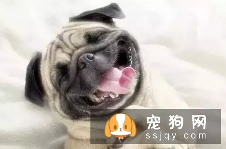 给狗狗挤肛门腺部分家长认为狗狗肛门腺在肛门的下面几个步骤处理!