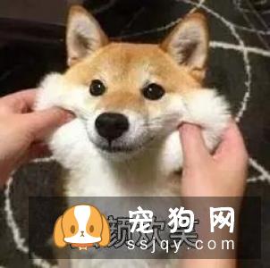 狗狗求关注的行为有这些,你知道吗?