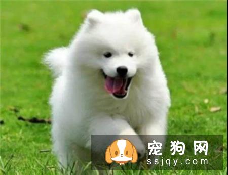 什么家庭适合养什么狗狗