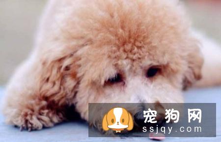 狗狗传染病初期与感冒症状相似，可别误判了哦！