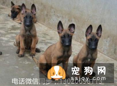 如何给狗狗免疫