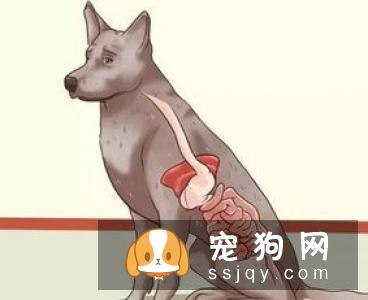 如何判断狗狗体内是否有寄生虫